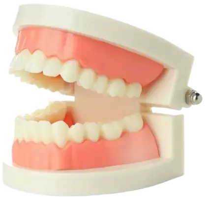 Tooth care model showing dental structure
